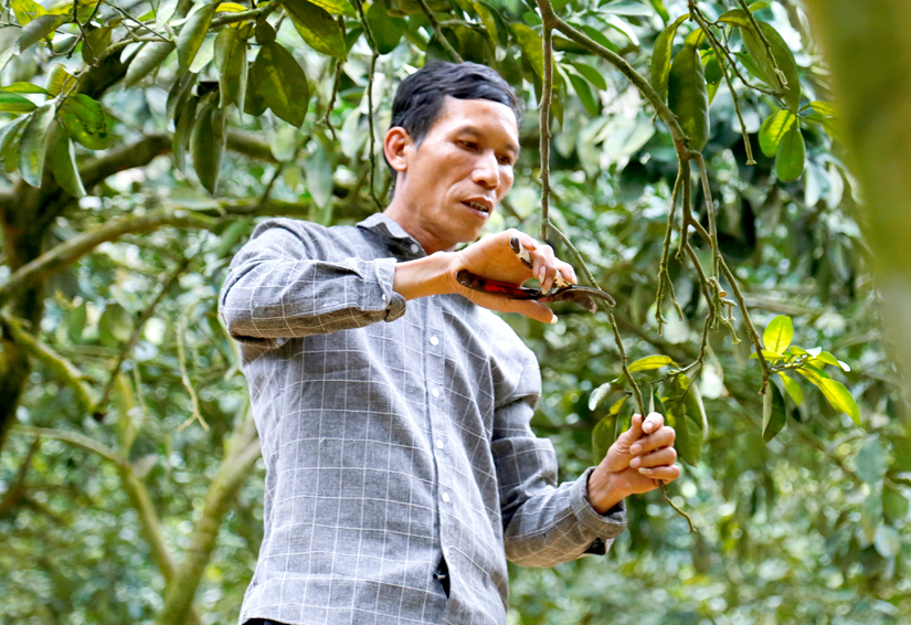 Cựu chiến binh người Dao Thanh Y làm giàu nhờ cây bưởi